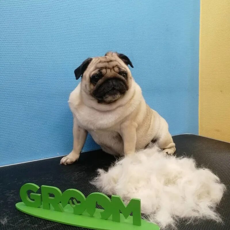 Fawn французский бульдог. Линяет подшерсток у французского бульдога. Бульдог линька. Большой бульдог красивое фото. Линька французского бульдога.