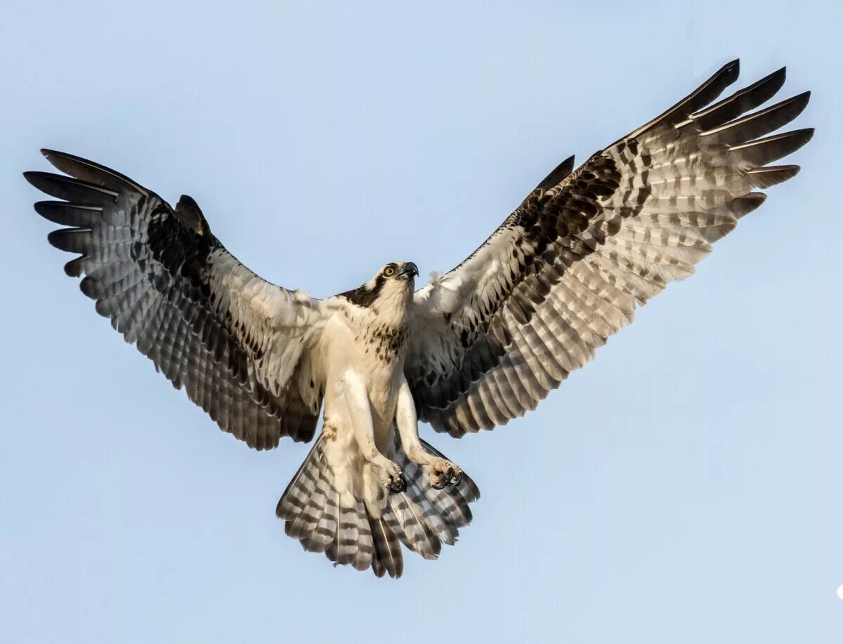 Хищные сокол орёл ястреб. Рыболов скопа. Скопа размах крыльев. Крыло сокола. Хищные птицы.