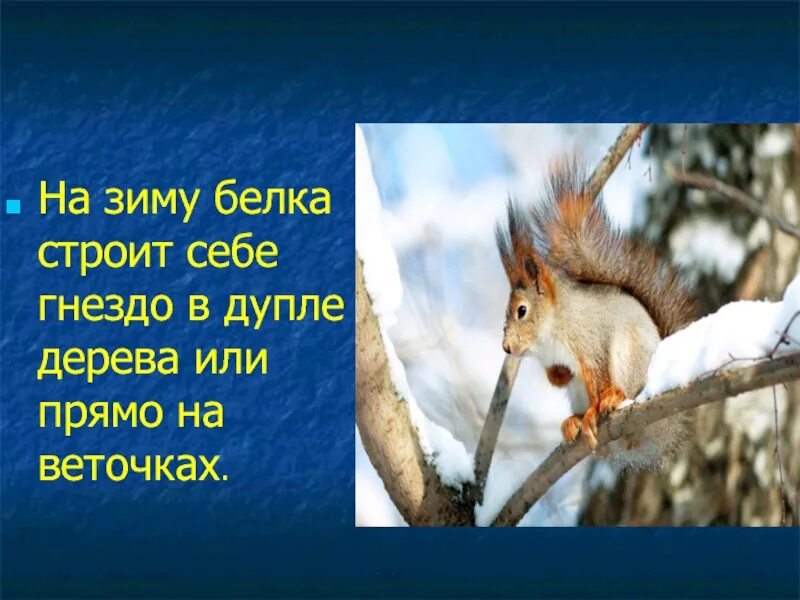 Презентация как белочка зимует