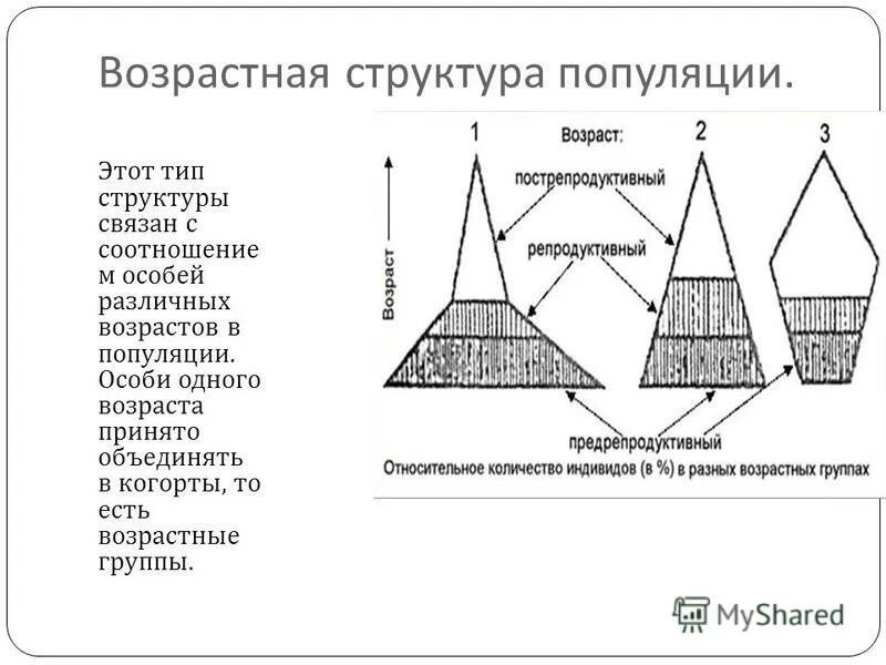 Соотношение особей популяции по возрастному состоянию. Соотношение особей популяции по возрастному состоянию