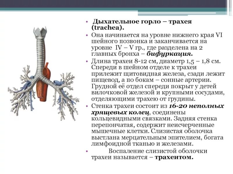 Функции трахеи. Трахея сбоку. Трахея спереди пищевода. Трахея, бифуркация трахеи, строение стенки, функции. Трахея изнутри выстлана.