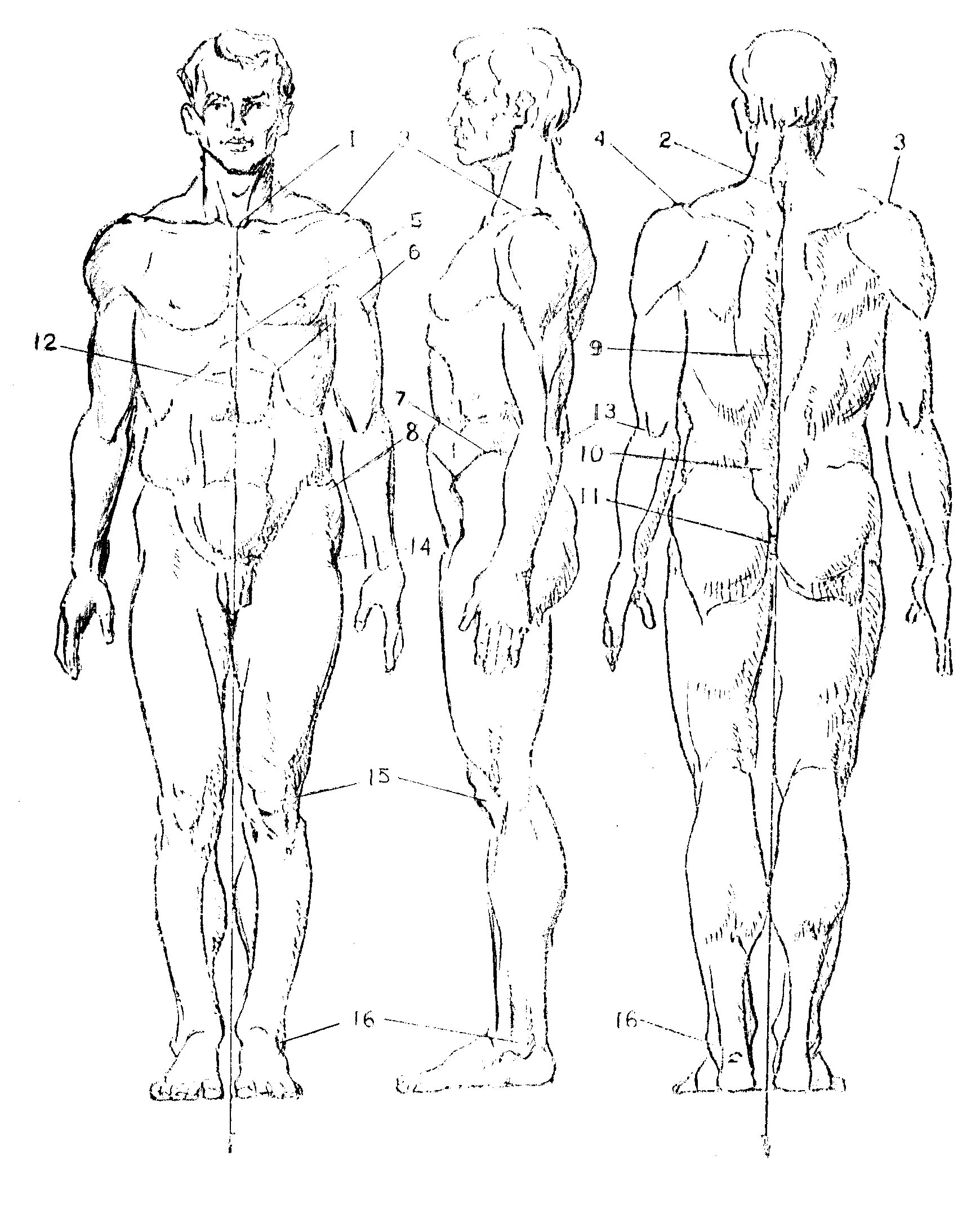 Фигура человека анатомия. Мужское тело референс пропорции. Пропорции мужской фигуры для рисования. Пропорции мужчины для рисования. Мужская фигура для художника.