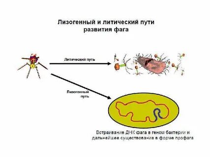 Литический цикл бактериофага
