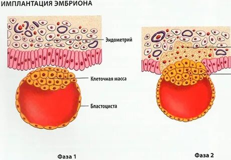 Выделения при имплантации эмбриона в матку