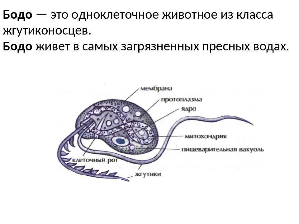 Строение жгутиконосца Бодо. Строение Бодо класс жгутиконосцы. Жгутиконосцы Бодо размножение. Простейшие одноклеточные Бодо. Харчи бодо бодо