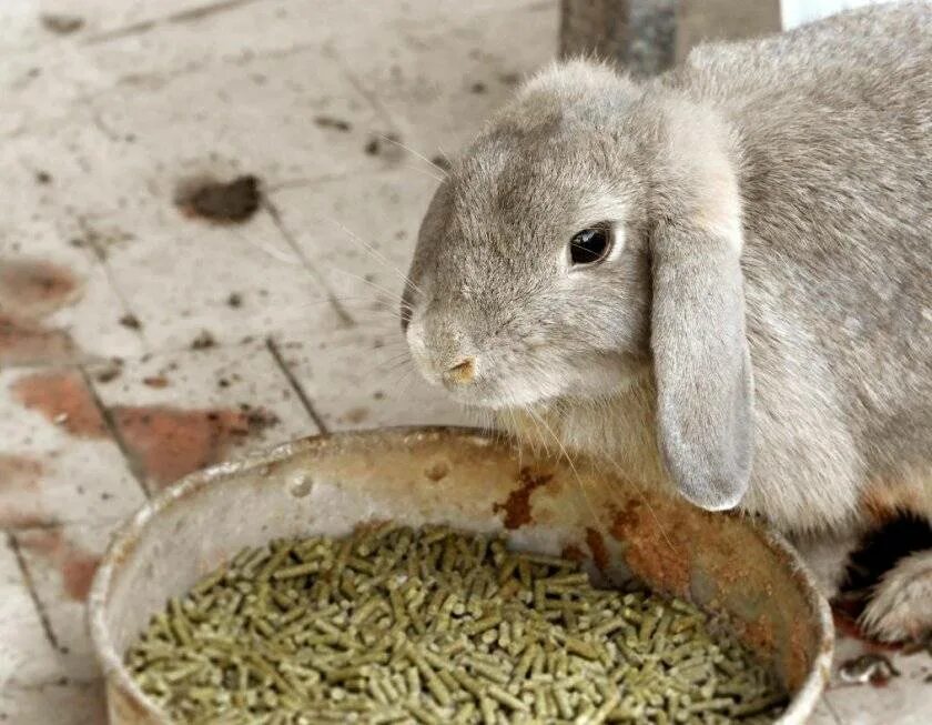 Можно ли кролику кушать. Мешанки для кроликов. Еда для кроликов. Кормовой кролик. Кормление кроликов.
