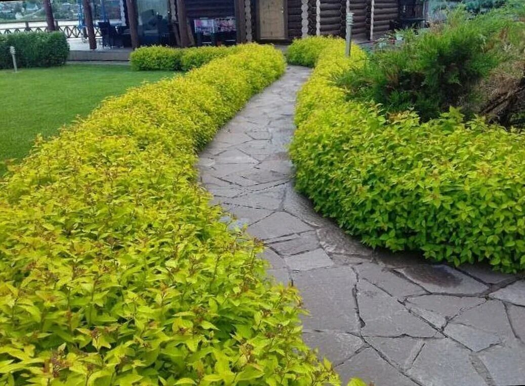 Спирея японская голден принцесс. Спирея вангутта живая изгородь. Спирея грефшейм. Спирея изгородь. Спирея японская голдфлейм живая изгородь.