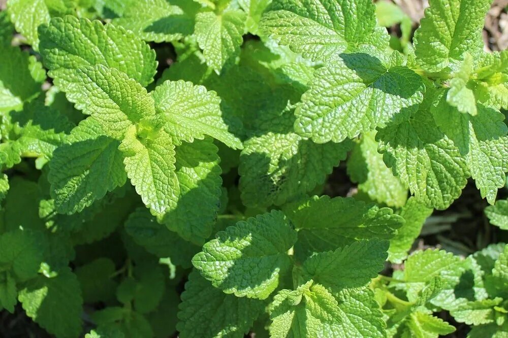Мелисса пряность. Чай мята мелисса лимонник. Мелисса душистая. Мята перечная в народной медицине. Мята лрс.