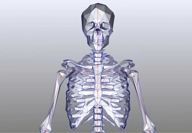 Модель человеческого скелета. Скелет 3д. Скелет 3д модель. Модель кости человека.