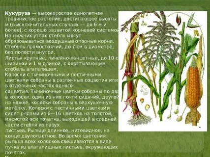 Корневая кукурузы