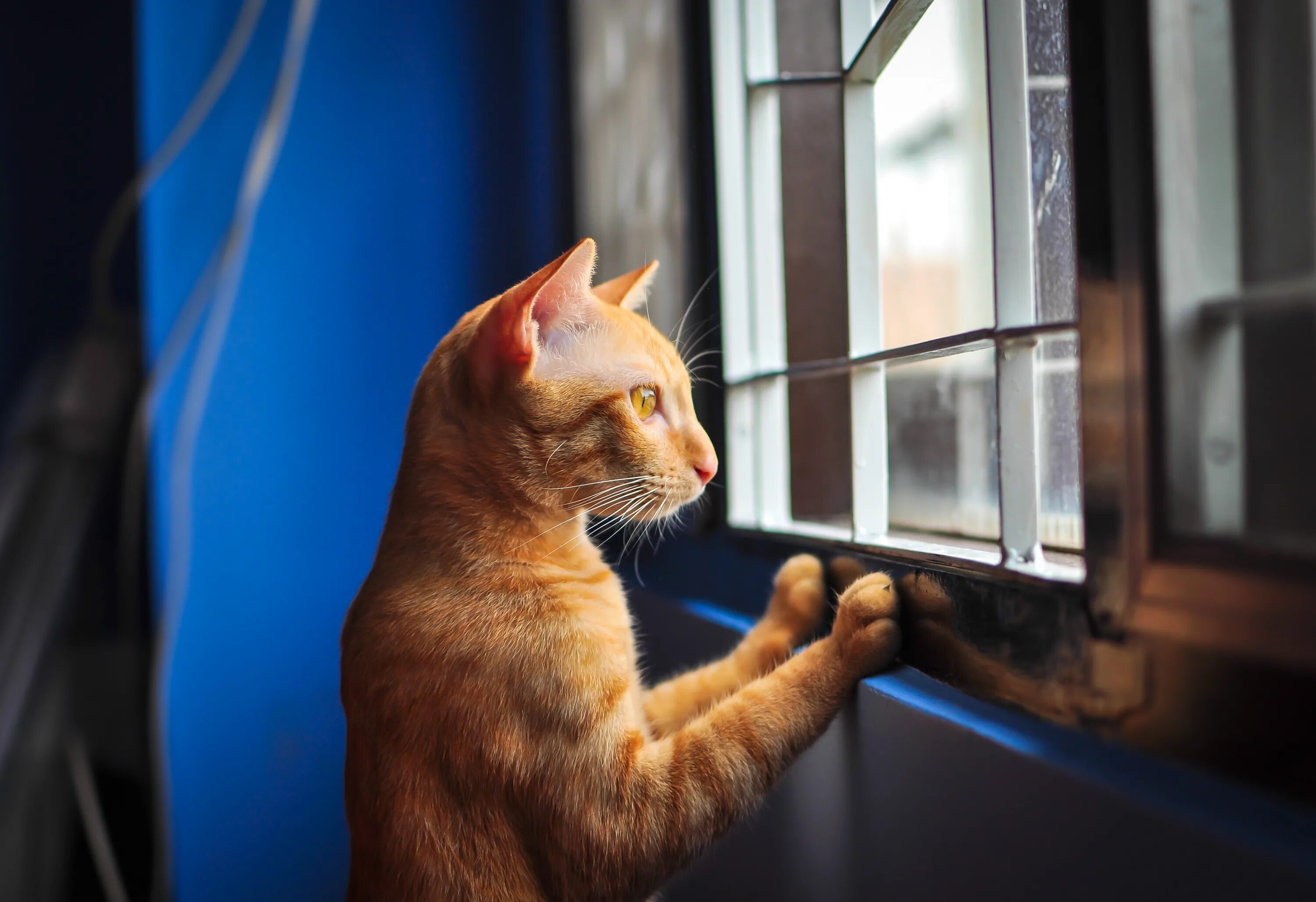 Кошки на окошке. Котик у окна. Рыжий кот на окне. Кошка на подоконнике.