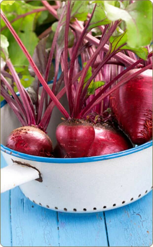 Свекольница девкам невольница. Свекольница девкам невольница. Свекольница девкам невольница. Свекольница. Фёкла свекольница (стратилат тепляк).