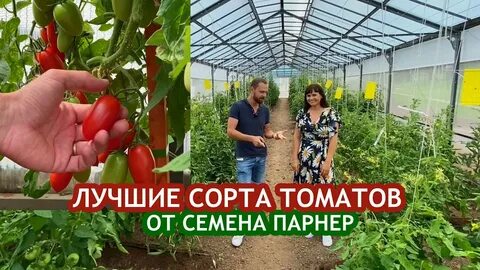 Томат мечталин