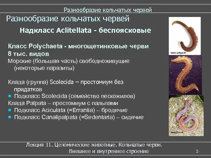 Энтероцельный тип закладки мезодермы. Первичная и вторичная полость тела. Систематика сипункулид. Многообразие хордовых. Типы целомических животных.