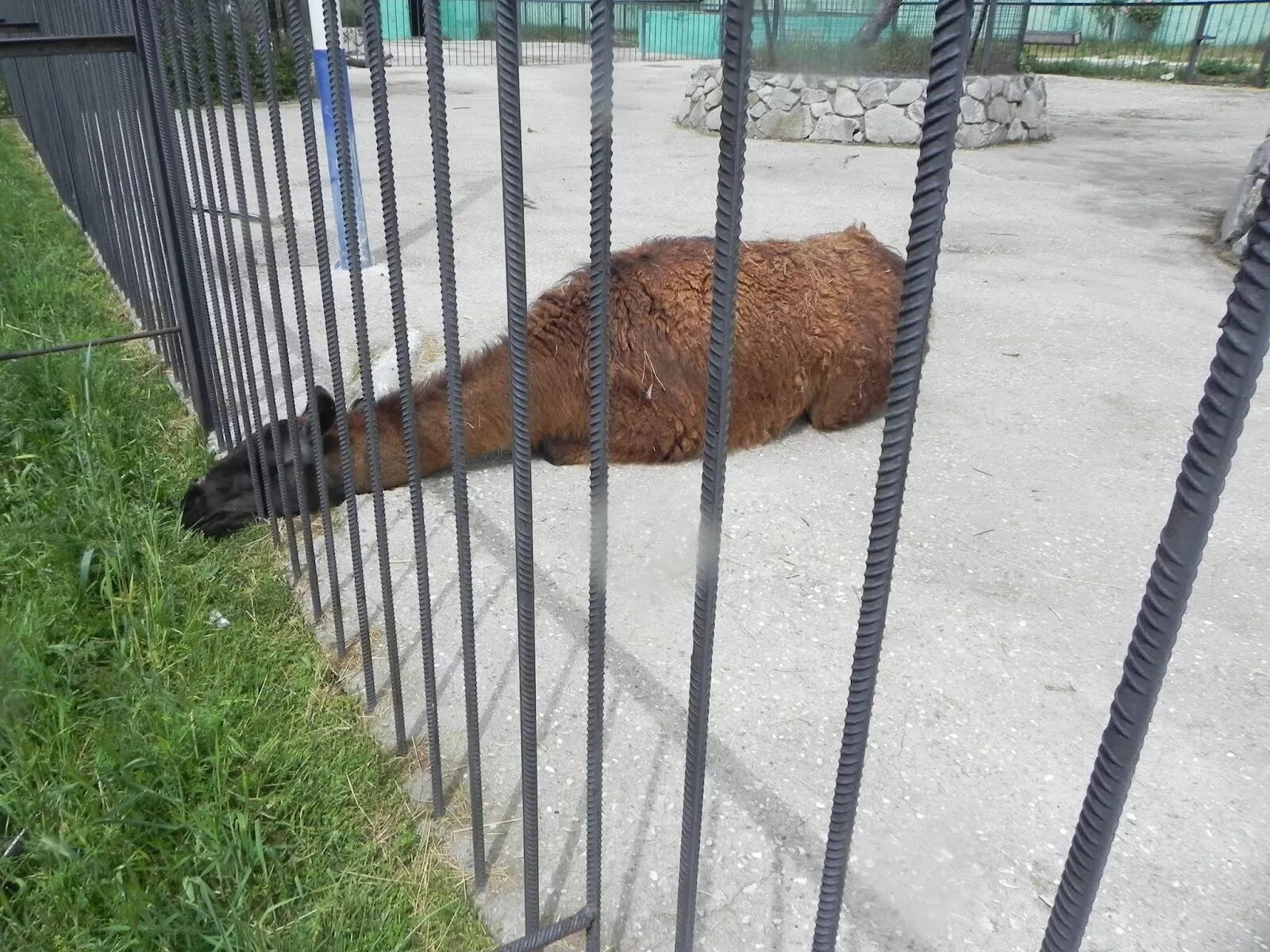 Санкт-петербург ленинградский зоопарк лев. Орловское полесье медведи. Животные в вольерах в зоопарке. Ягуар роев ручей. Зоопарк звери в клетке.