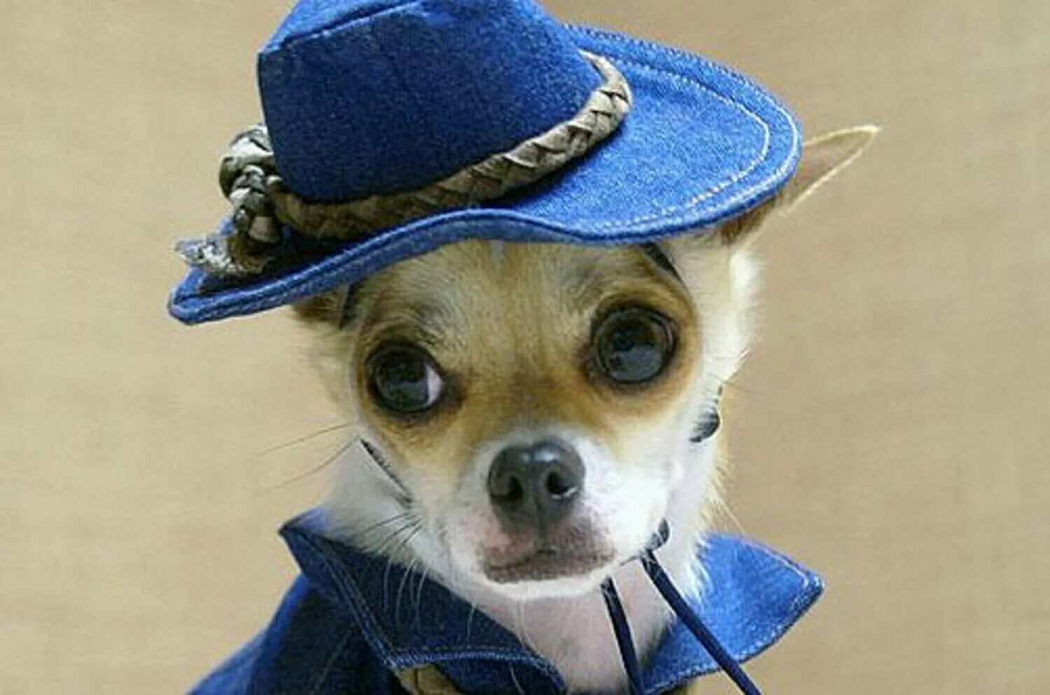 Собака в форме человека. Собачка в шляпке. Модные собаки. Шляпки для собак. Одежда для собак.
