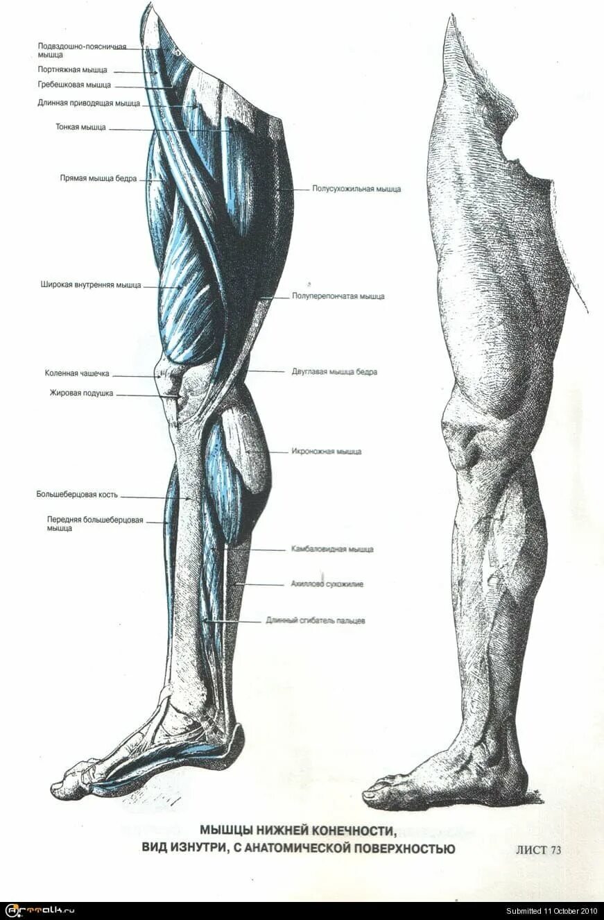 Части нижней конечности. Мышцы нижней конечности вид сбоку. Анатомия мышц ног сбоку. Мышцы ноги спереди анатомия. Мышцы нижней конечности анатомия строение.