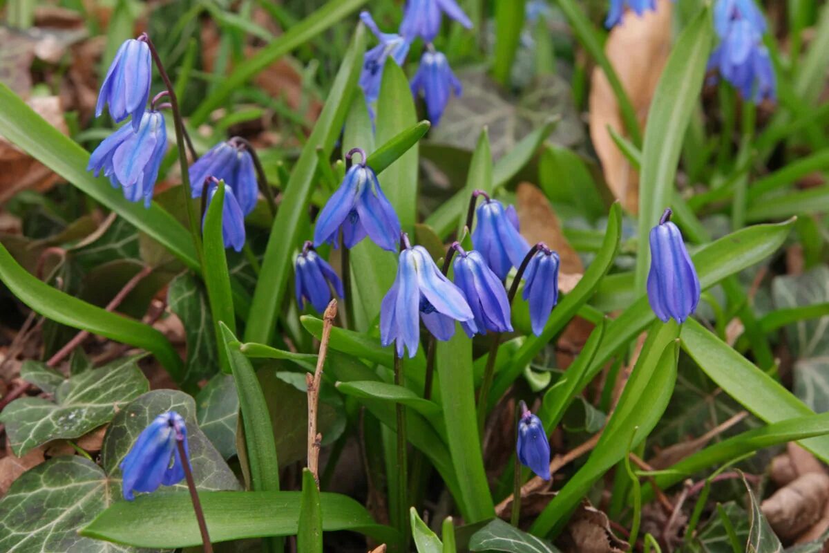 Пролеска сибирская. Пролеска Сибирская Scilla Siberica. Пушкиния и Сцилла. Пролеска одноцветковая. Мускари Сцилла Сибирская.