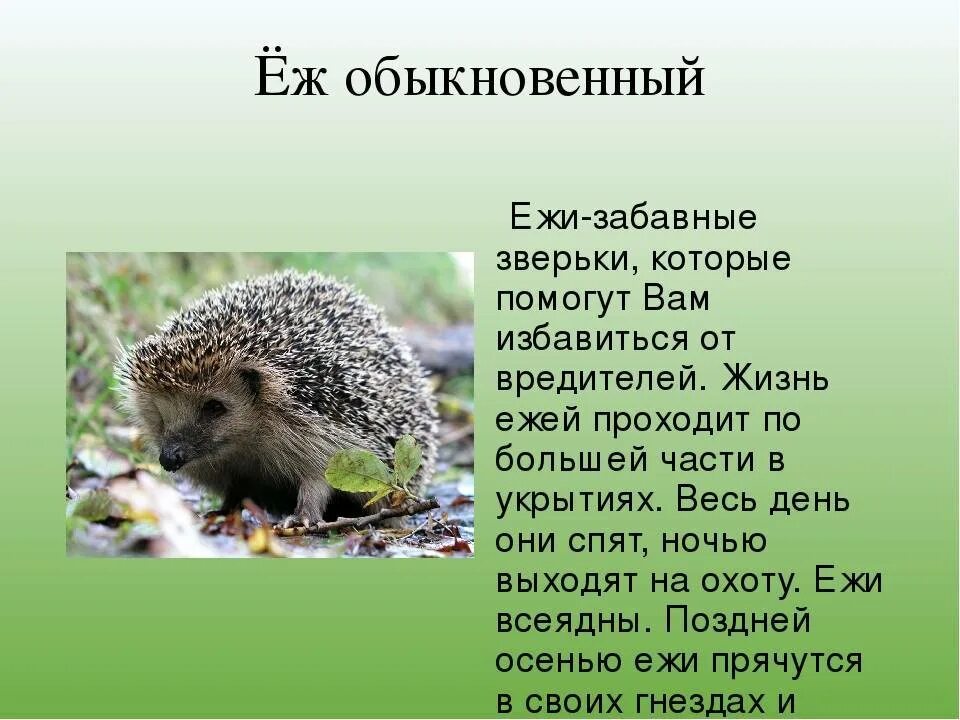 Описание ежика. Доклад про ежика. Краткое описание ежика. Описание ежа кратко.