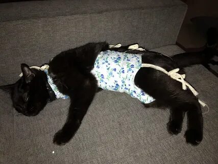Кошка сняла попону