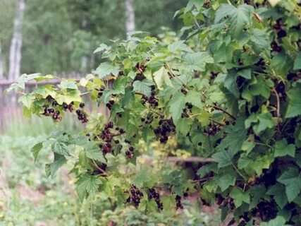 Тут осинки и кусты