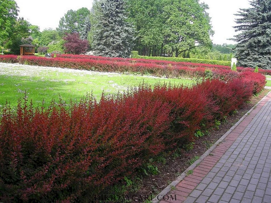 Барбарис тунберга atropurpurea. Барбарис тунберга ауреа. Барбарис тунберга смарагд. Куст низкий. Барбарис тунберга атропурпуреа.