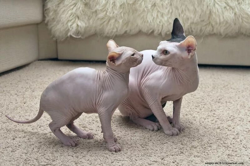 Почему сфинкс кусается. Кот сфинкс. сфинкс котята. лысые кошки. лысые кошки сфинкс.