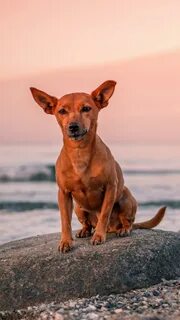 Live dog