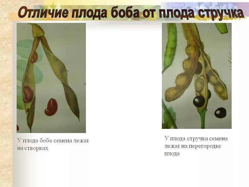 Чем стручок отличается от стручка. Плод боб отличается от плода стручок. плод боб.