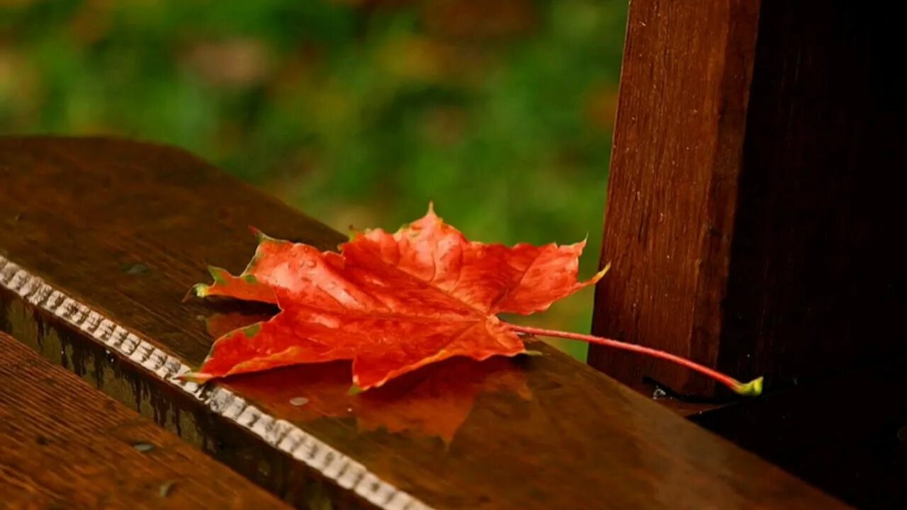 Багряной веткой. Опавшие кленовые листья. Осенний листок. Лист клена на скамейке. Падающие листья.