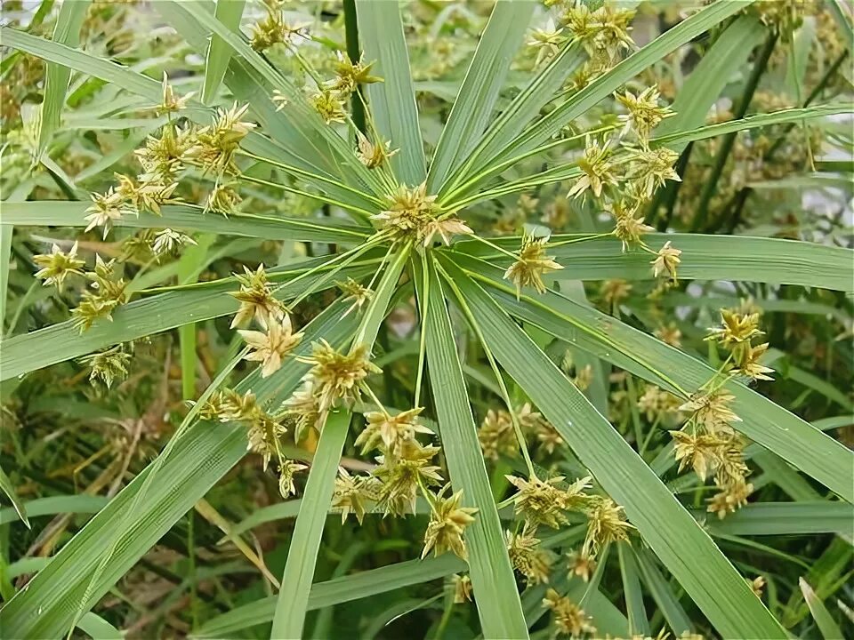 Cyperus scariosus. Циперус очереднолистный зонтичный. Циперус. Cyperus oil. Циперус очереднолистный зонтик.