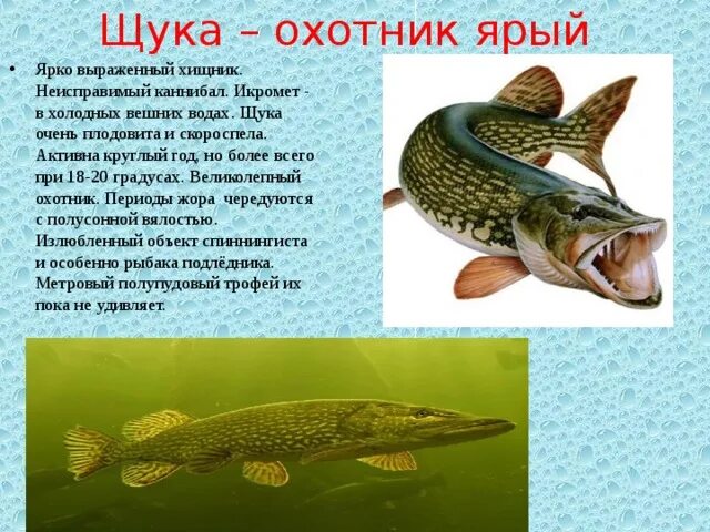 Щука описание. Сообщение о щуке. Щука описание рыбы. Щука презентация.