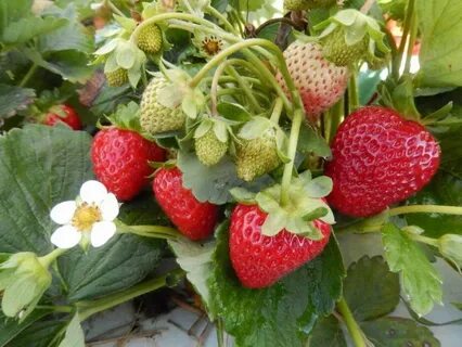 Клубника альбион характеристика отзывы