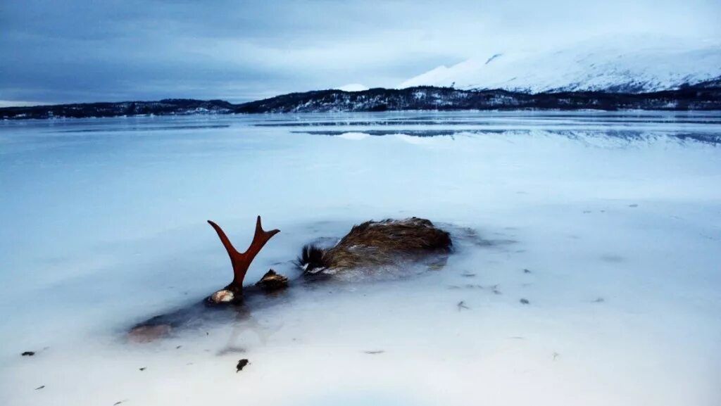 There s something in the ice. Озеро подо льдом. Рыба замерзла во льду.