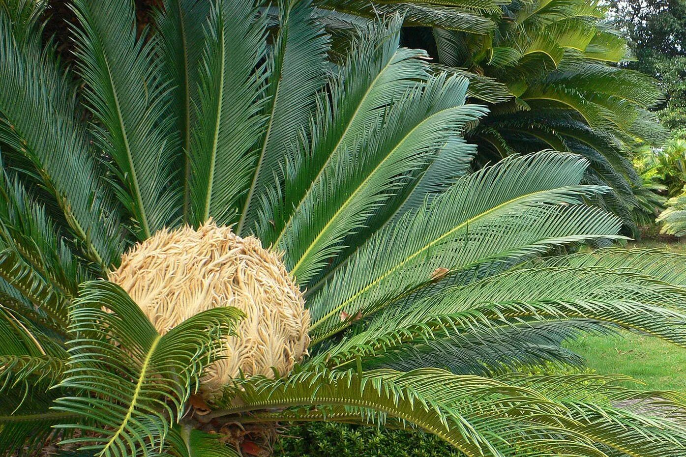 Cycas revoluta