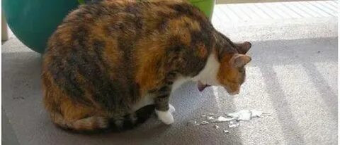 Коричневая рвота у кота