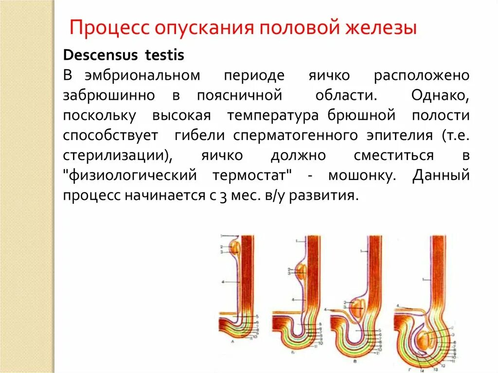 Процесс опускания яичка анатомия. Процесс опускания яичка. Механизм опускания яичка. Процесс опускания яичка в мошонку. Не опускаются яички что делать