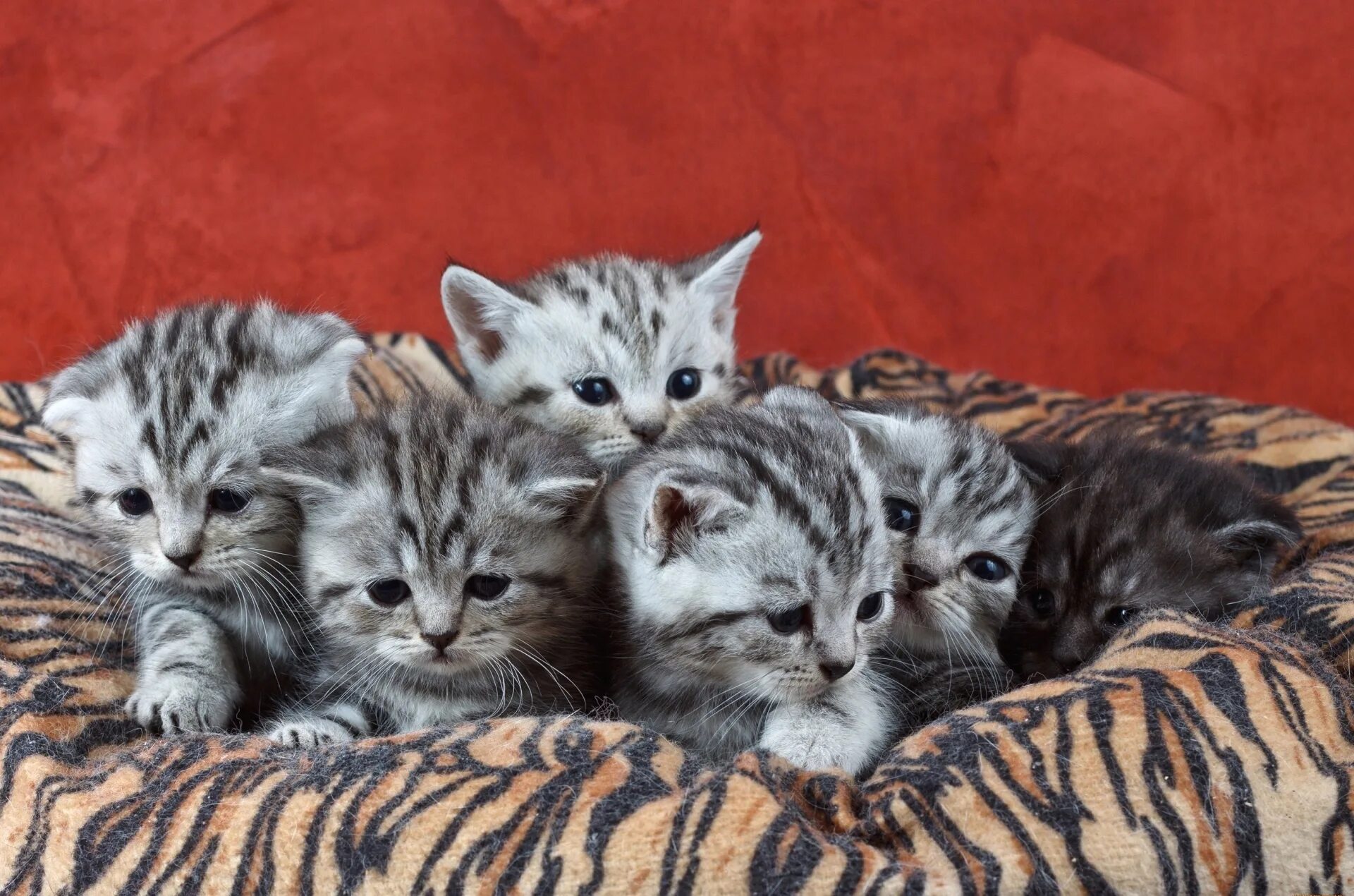 К чему снятся котята разных цветов. Фото кошек группой. К чему снятся котята разных цветов. Рагамаффин котята. Рагамаффин котята.