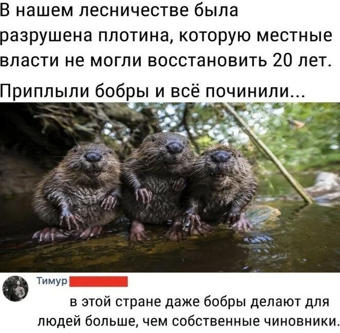 Звонок в полицию про бобра. Звонок в полицию про бобра. Вызвать полицию. Женщина звонит в полицию. Звонок в полицию.