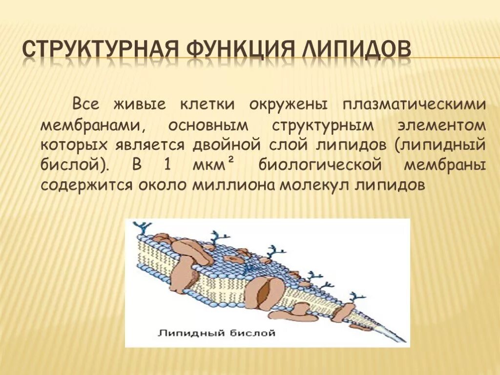 Липиды в организме человека выполняют функции - Telegraph
