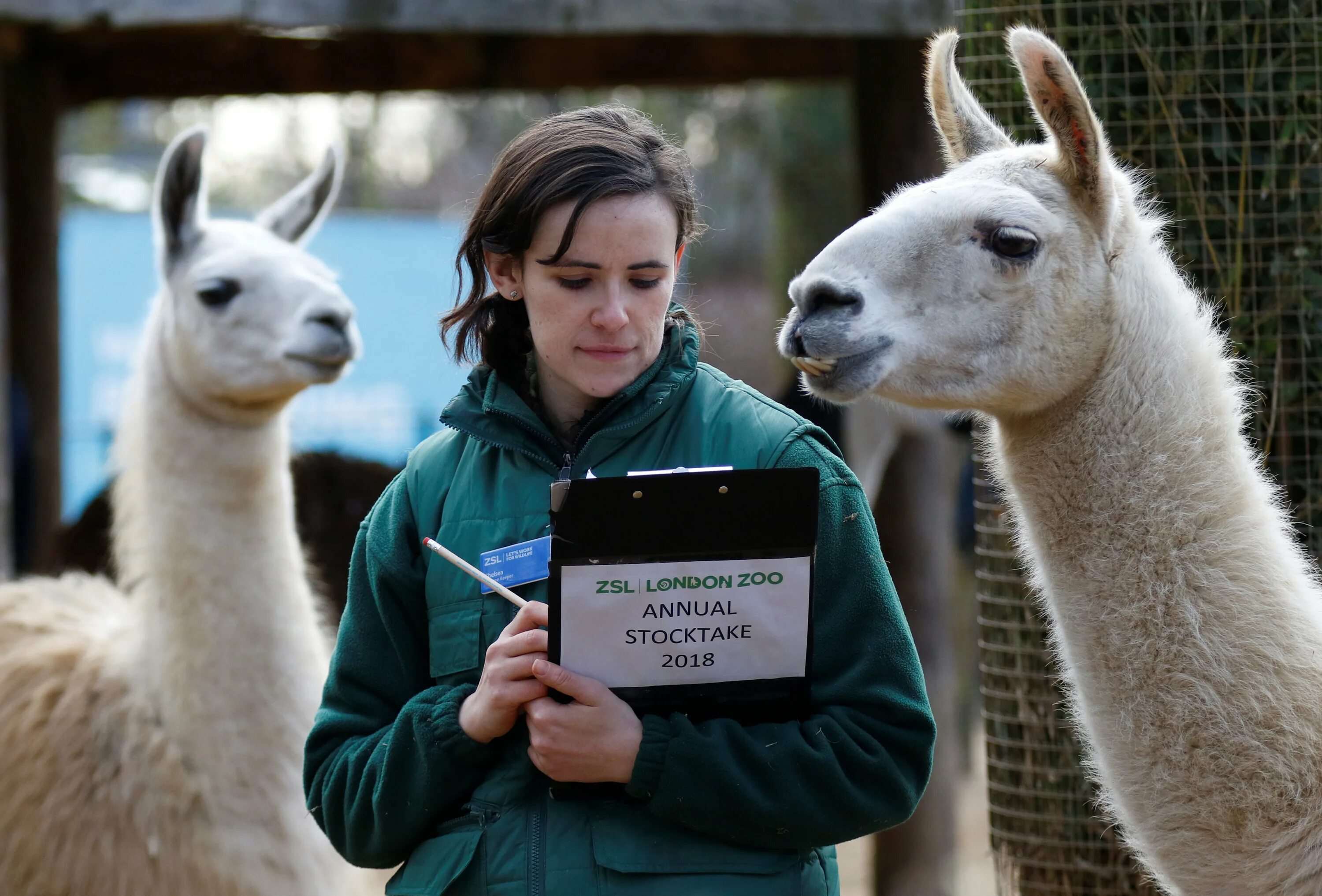 Лондонский зоопарк (London Zoo). Лондонский зоопарк Риджентс-парк. Риджентс парк зоопарк. Лондонский зоопарк серпентарий.