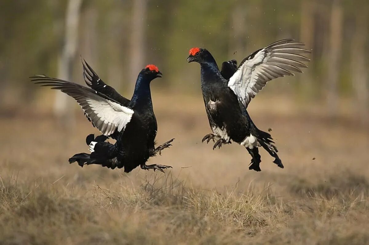 Токовище тетеревов. Токование тетеревов. Косач токовик птица. Тетерев-косач. Тетерев обыкновенный.