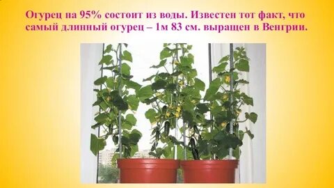 Рост огурцов на подоконнике