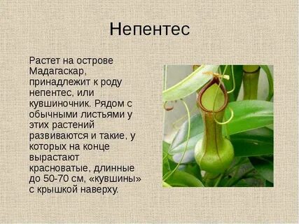 Проект по биологии 9 класс растения