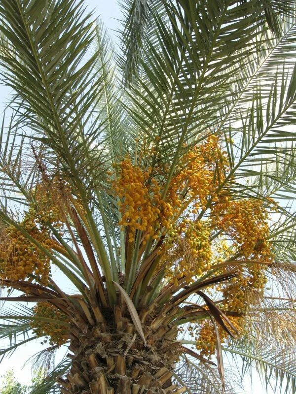 Mediterranean fan palm (Chamaerops humilis), Chusan Palm (Trachycarpus fortunei)
