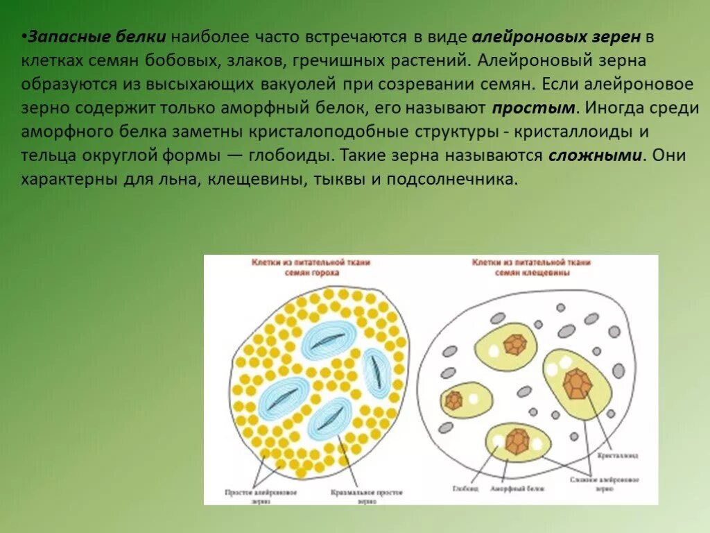 Соединения растительных клеток. Белковые алейроновые зерна. Алейроновые зерна в клетках растений. Алейроновое зерно и крахмальное зерно. Сложное алейроновое зерно строение.