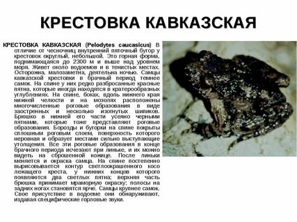 Пяточные бугры чесночницы