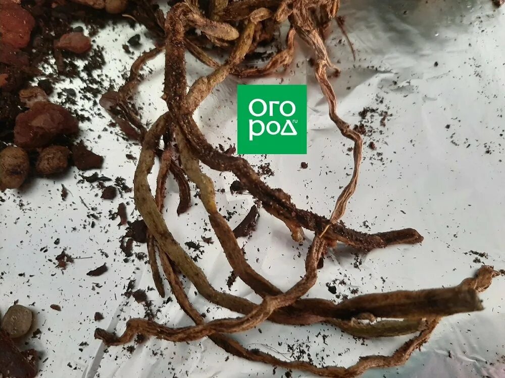 Драцена маргината погибает. Как спасти засохшую. Фитофтороз на декабристе. Орхидея фаленопсис корни. Орхидея без корней и без листьев.