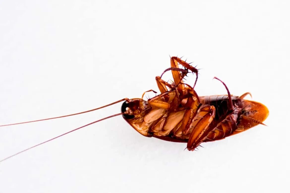 К чему снится таракан женщине большой один. Таракан может жить без головы. Тараканы живут без головы.