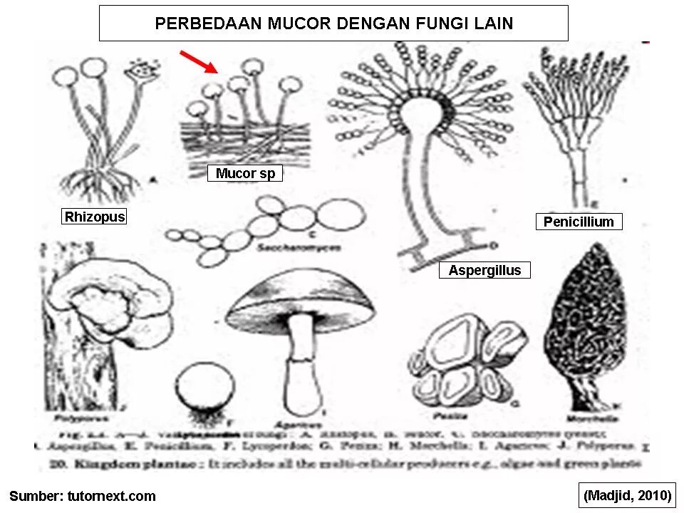 Признаки грибов мукор. -Морфологические признаки грибов родов Mucor, Aspergillus, Penicillium, Trichoderma;. Морфологические признаки грибов мукор. Триходерма строение гриба. Морфологические признаки грибов триходерма.